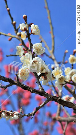 梅の花・南部梅林公園(和歌山県日高郡みなべ町) 梅の花・南部梅林公園(和歌山県日高郡みなべ町) 107524362