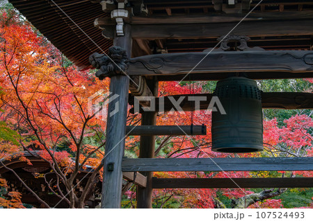 紅葉に包まれた鐘楼(千葉県松戸市・東漸寺) 紅葉に包まれた鐘楼(千葉県松戸市・東漸寺) 107524493
