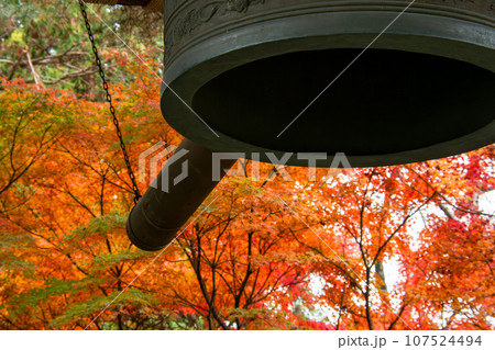 寺の鐘と紅葉（千葉県松戸市・東漸寺） 107524494