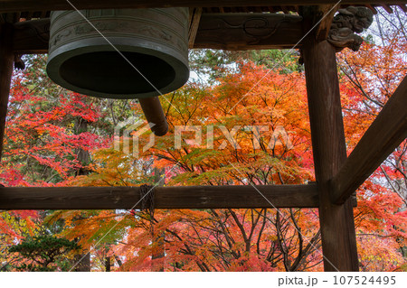 紅葉に包まれた鐘楼(千葉県松戸市・東漸寺) 紅葉に包まれた鐘楼(千葉県松戸市・東漸寺) 107524495