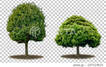 Two types of tree cutouts (transparent background) Two types of tree cutouts (transparent background) 107524625