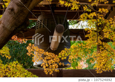 寺の鐘楼と色づき始めた紅葉(千葉県松戸市・東漸寺) 寺の鐘楼と色づき始めた紅葉(千葉県松戸市・東漸寺) 107524892