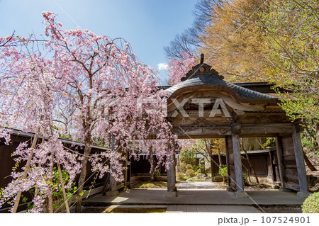 山形県山形市　山寺と通称される立石寺の抜芳門と春のしだれ桜 107524901