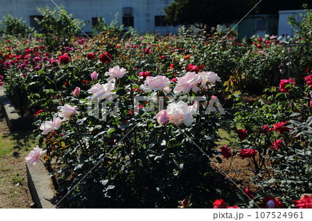 荒尾市　おもやい市民花壇　バラの花、 107524961