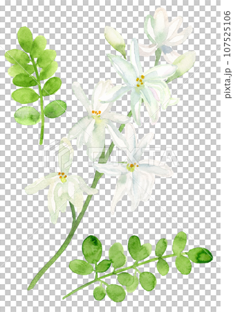 辣木花和葉水彩插圖 辣木花和葉水彩插圖 107525106