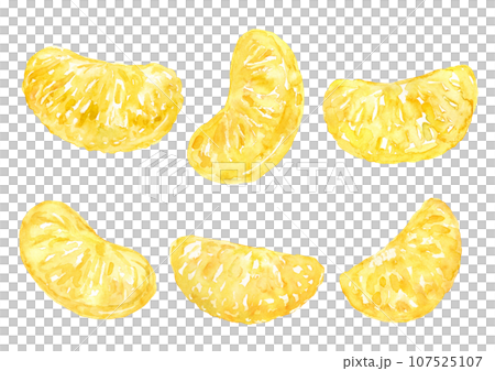 はっさくの中身の房　水彩イラスト 107525107