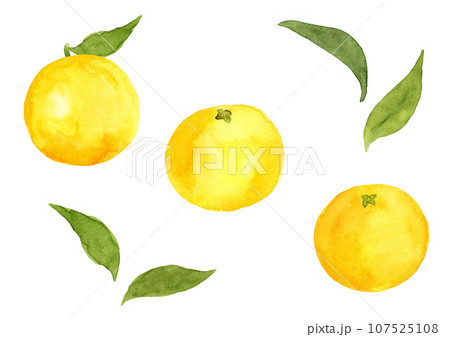 水彩で描いた、はっさくと葉っぱのイラスト 107525108