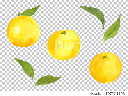 水彩で描いた、はっさくと葉っぱのイラスト 107525108