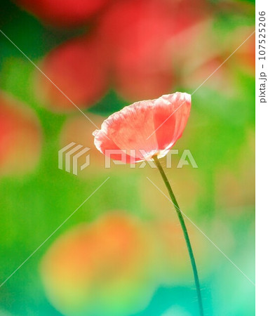 ポピー 107525206