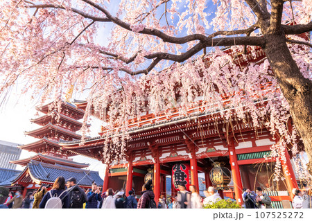《東京都》春の浅草・枝垂れ桜満開の浅草寺 《東京都》春の浅草・枝垂れ桜満開の浅草寺 107525272