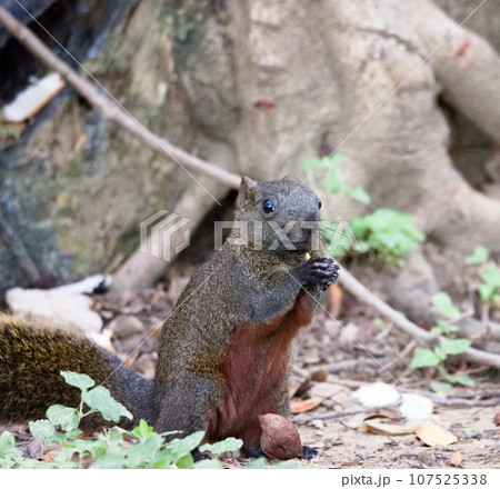 タイワンリス 台湾リス リス 107525338