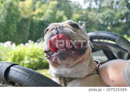 フレンチブルドッグ 107525389