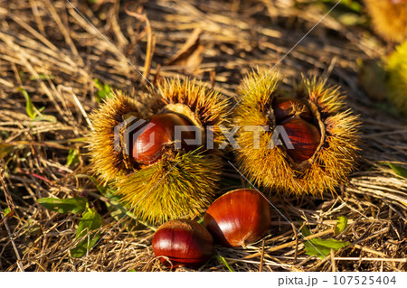 落ちた栗に秋を感じる写真 107525404
