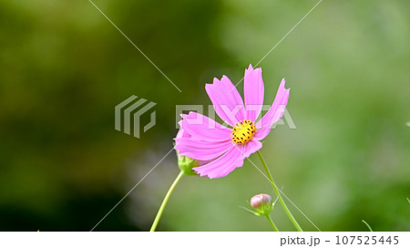 コスモスの花 107525445