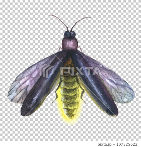 Watercolor vintage illustration with firefly isolated on white background. Vintage clip art element for design cards, posters, stickers 107525622