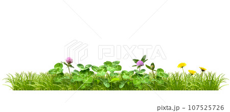 植物画たんぽぽ＊シロツメクサ＊アカツメクサ