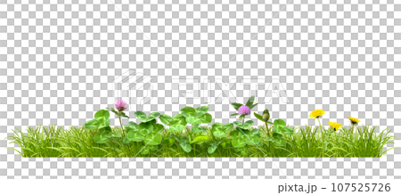 植物画たんぽぽ＊シロツメクサ＊アカツメクサ