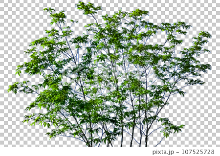 Cool tree cutout (background transparent) 107525728