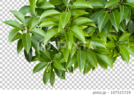 Clippings of lush Soyogo leaves and still green fruit (transparent background) 107525729