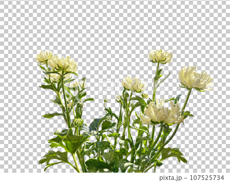 白いラナンキュラスの花の切抜き(背景透過) 白いラナンキュラスの花の切抜き(背景透過) 107525734