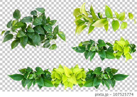4 types of pothos cutouts (background transparent) 107525774
