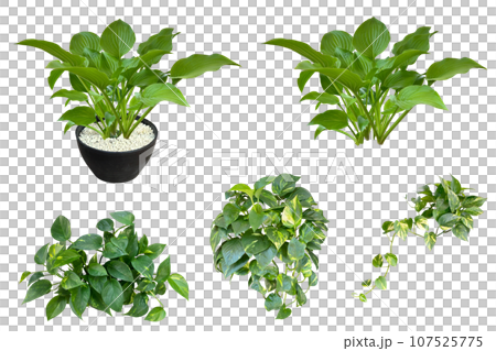 美麗的玉簪和綠蘿綠葉剪報（透明背景） 107525775