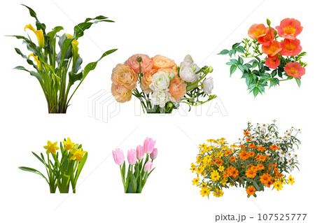 チューリップやラナンキュラスなどの花の切抜き(背景透過) チューリップやラナンキュラスなどの花の切抜き(背景透過) 107525777