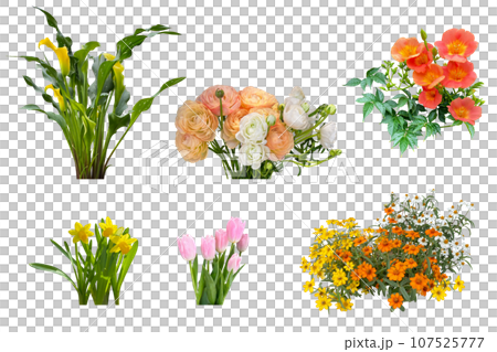 チューリップやラナンキュラスなどの花の切抜き(背景透過) チューリップやラナンキュラスなどの花の切抜き(背景透過) 107525777