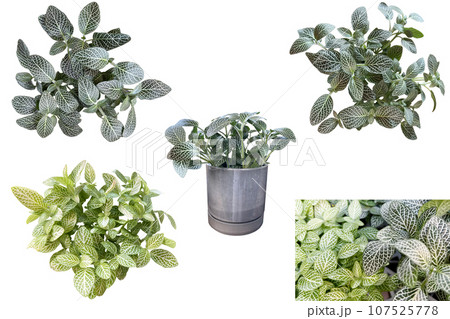 フィットニアの鉢植えなどの切抜き（背景透過） 107525778