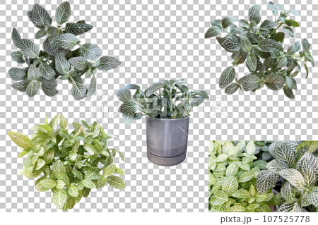 フィットニアの鉢植えなどの切抜き（背景透過） 107525778