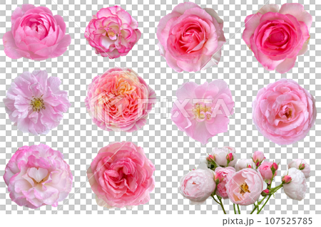 Close-up of pink roses (transparent background) Close-up of pink roses (transparent background) 107525785