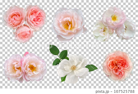 Close-up of beautiful roses (transparent background) 107525788