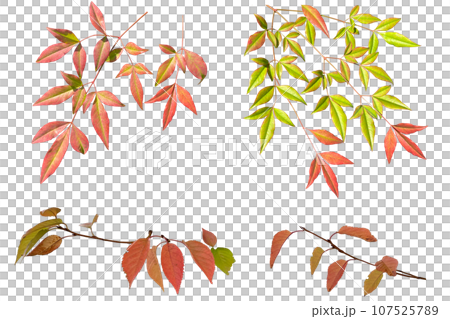 紅葉剪紙（透明背景） 107525789