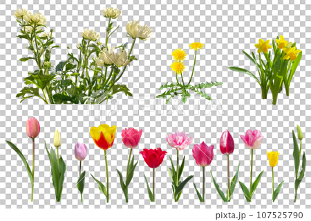 Colorful tulips, yellow dandelions, daffodils, and white ranunculus cutouts (transparent background) 107525790
