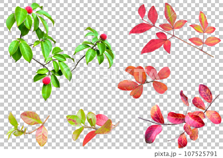 Cuttings of branches with red berries of Yamaboshi and leaves stained red (background transparent) 107525791