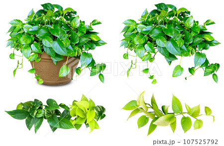 観葉植物ポトスの切抜き素材（背景透過）	 107525792