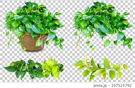 Cutting material of pothos, a foliage plant (transparent background) 107525792