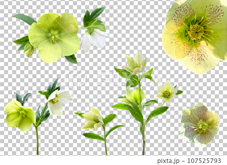 A cutout of a beautifully blooming yellow-green Christmas rose (transparent background) 107525793