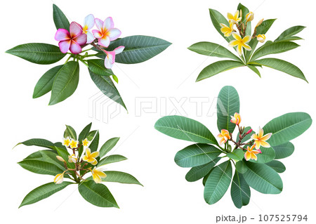 咲き始めたプルメリアの花の切抜き(背景透過) 咲き始めたプルメリアの花の切抜き(背景透過) 107525794