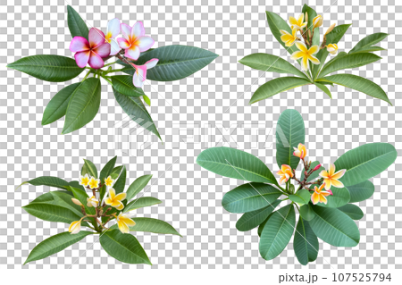 Cutout of plumeria flowers that have begun to bloom (transparent background) 107525794