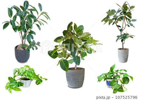 観葉植物の切抜き(背景透過) 観葉植物の切抜き(背景透過) 107525796