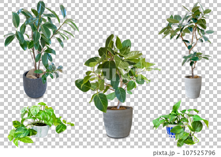 観葉植物の切抜き(背景透過) 観葉植物の切抜き(背景透過) 107525796