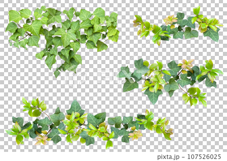 Assortment of ivy leaf cutouts (transparent background) 107526025