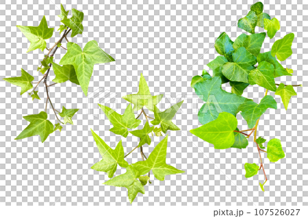 Assortment of ivy leaf cutouts (transparent background) Assortment of ivy leaf cutouts (transparent background) 107526027