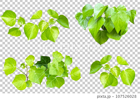 Assortment of ivy leaf cutouts (transparent background) Assortment of ivy leaf cutouts (transparent background) 107526028
