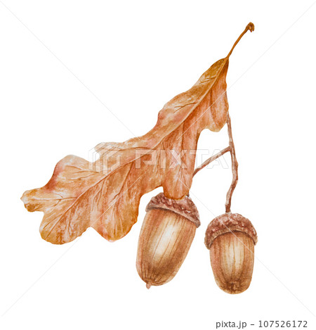 Oak acorn and leaf. Watercolor hand drawn botanical illustration. Good luck symbol for card, decor, invitation for Thanksgiving, autumn holiday, Halloween, prints, textile, lables, eco goods products 107526172