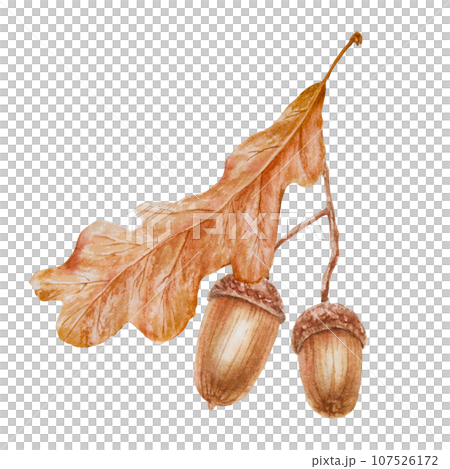Oak acorn and leaf. Watercolor hand drawn botanical illustration. Good luck symbol for card, decor, invitation for Thanksgiving, autumn holiday, Halloween, prints, textile, lables, eco goods products 107526172