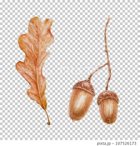 Oak acorn and leaf. Watercolor hand drawn botanical illustration. Good luck symbol for card, decor, invitation for Thanksgiving, autumn holiday, Halloween, prints, textile, lables, eco goods products Oak acorn and leaf. Watercolor hand drawn botanical illustration. Good luck symbol for card, decor, invitation for Thanksgiving, autumn holiday, Halloween, prints, textile, lables, eco goods products 107526173