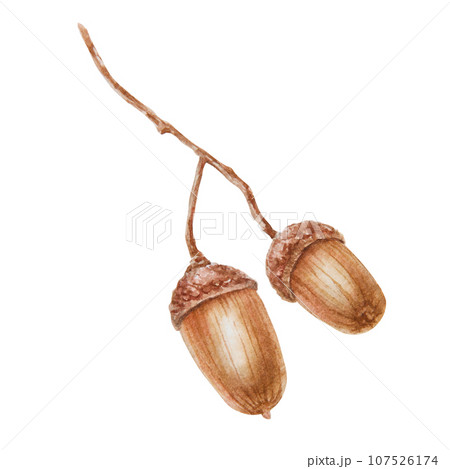 Oak acorn. Watercolor hand drawn botanical realistic illustration. Good luck symbol for card, decor, invitation for Thanksgiving, autumn holiday, Halloween, prints, textile, lables, eco goods products Oak acorn. Watercolor hand drawn botanical realistic illustration. Good luck symbol for card, decor, invitation for Thanksgiving, autumn holiday, Halloween, prints, textile, lables, eco goods products 107526174