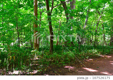 北海道大学　植物園　自然林 107526175